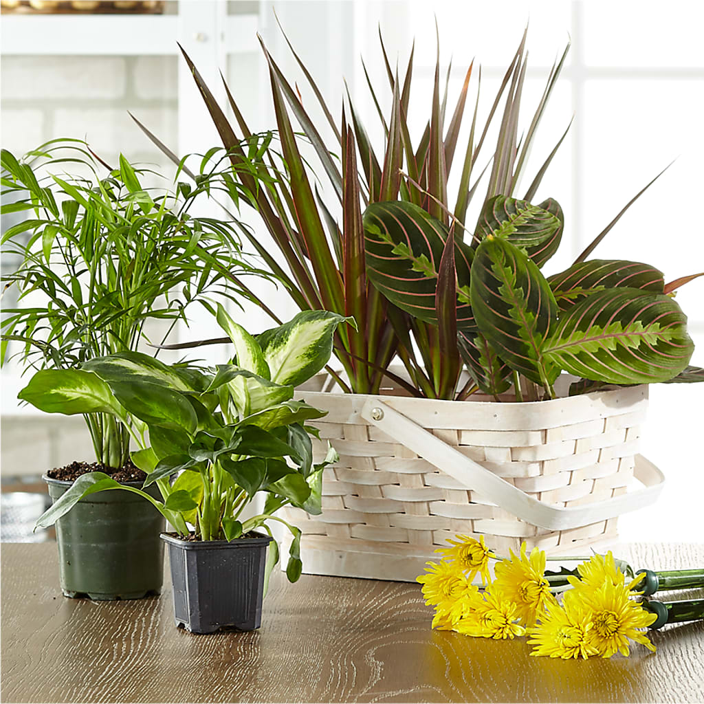 Florist Designed Blooming and Green Plants in a Basket – Reedley Flower Shop, Reedley CA