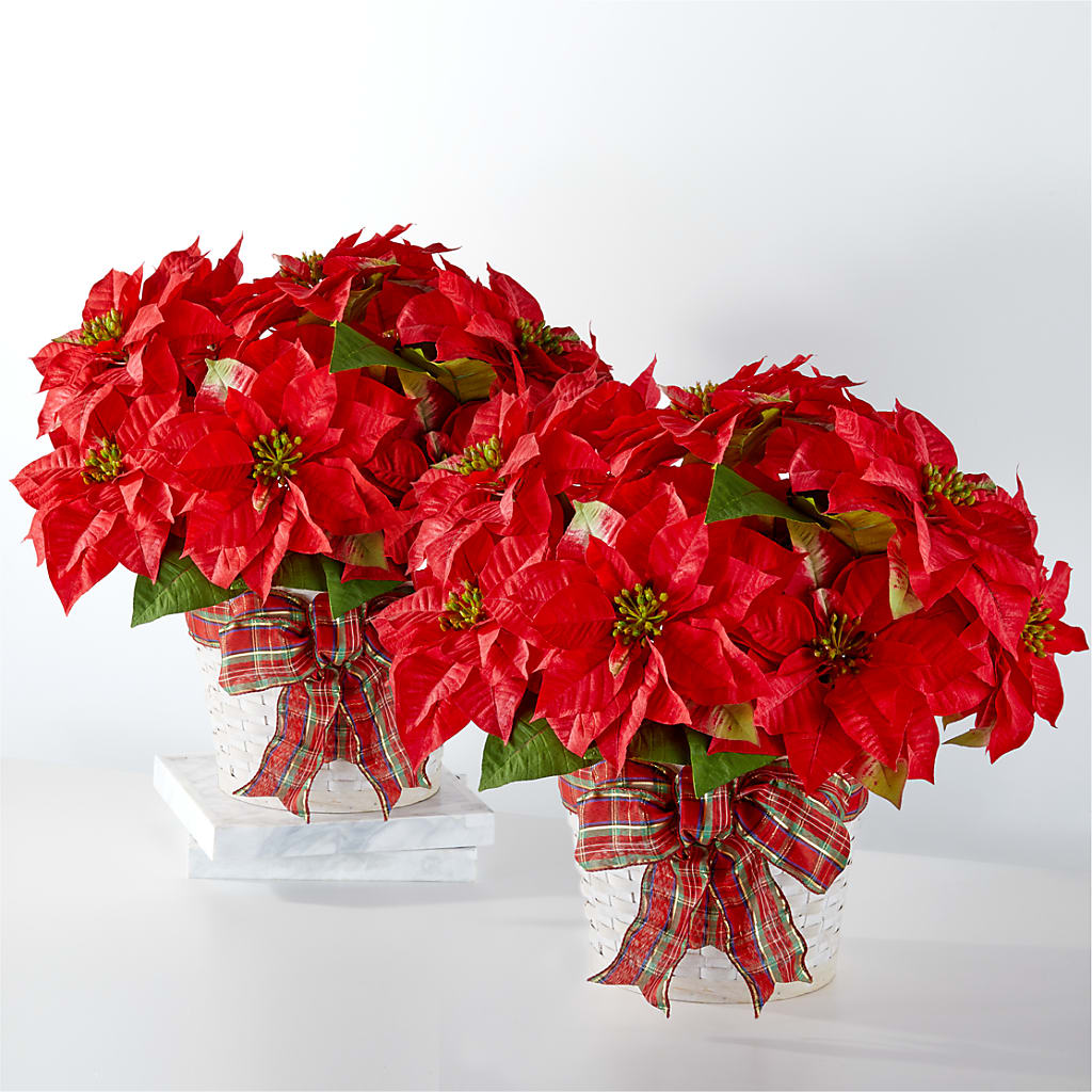 Happiest Holidays Poinsettia Bundle – Reedley Flower Shop, Reedley CA
