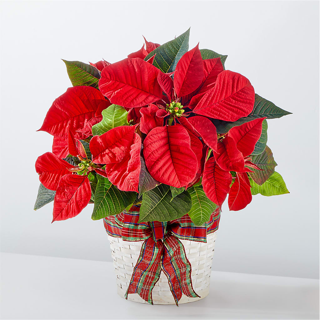 Happiest Holidays Poinsettia – Reedley Flower Shop, Reedley CA