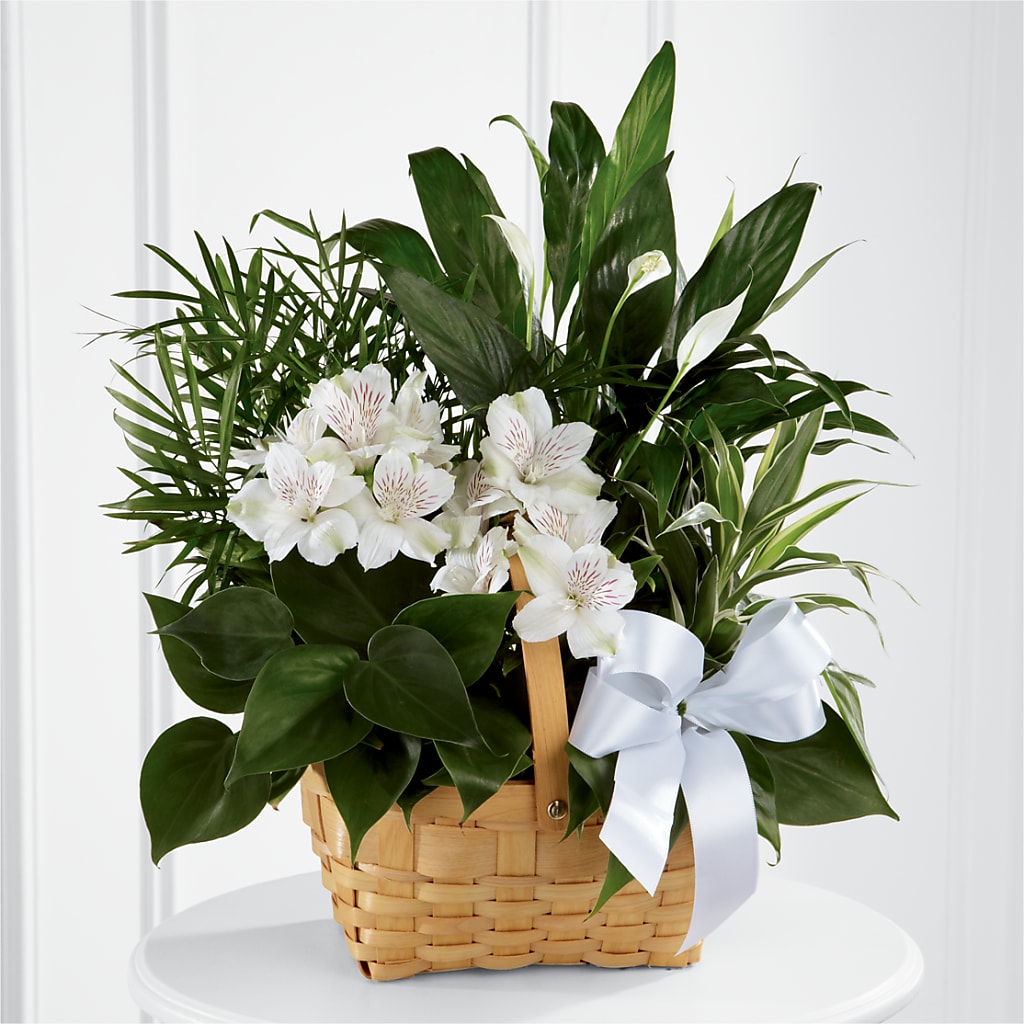 Peace & Serenity Dishgarden – Reedley Flower Shop, Reedley CA