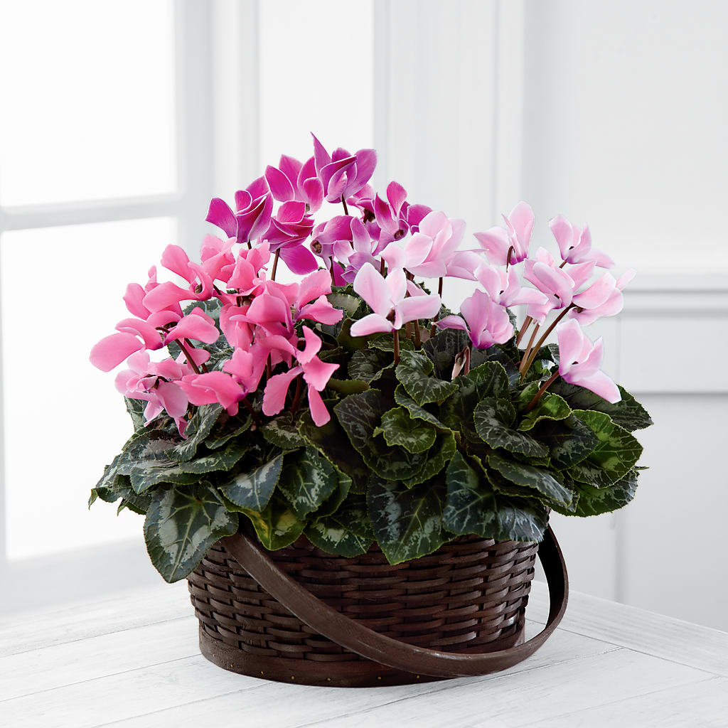 Mixed Cyclamen Planter – Reedley Flower Shop, Reedley CA