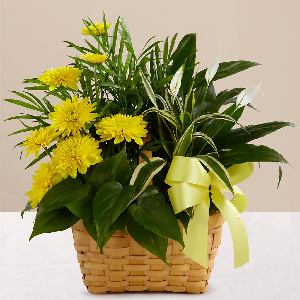 Loving Light Dishgarden – Reedley Flower Shop, Reedley CA