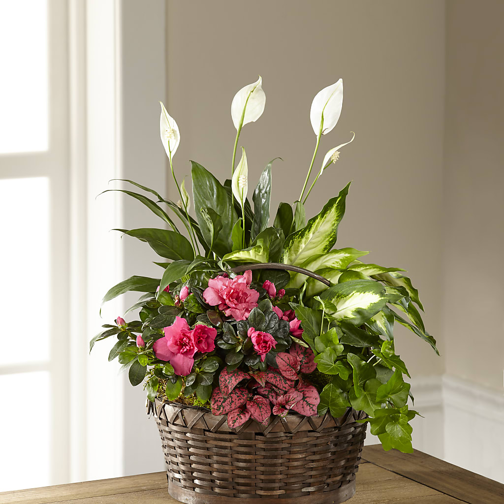 Dream in Pink Dishgarden – Reedley Flower Shop, Reedley CA