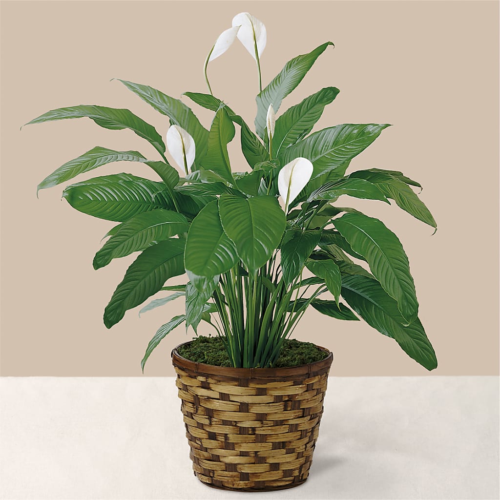 Tranquil Moments Peace Lily Plant – Reedley Flower Shop, Reedley CA
