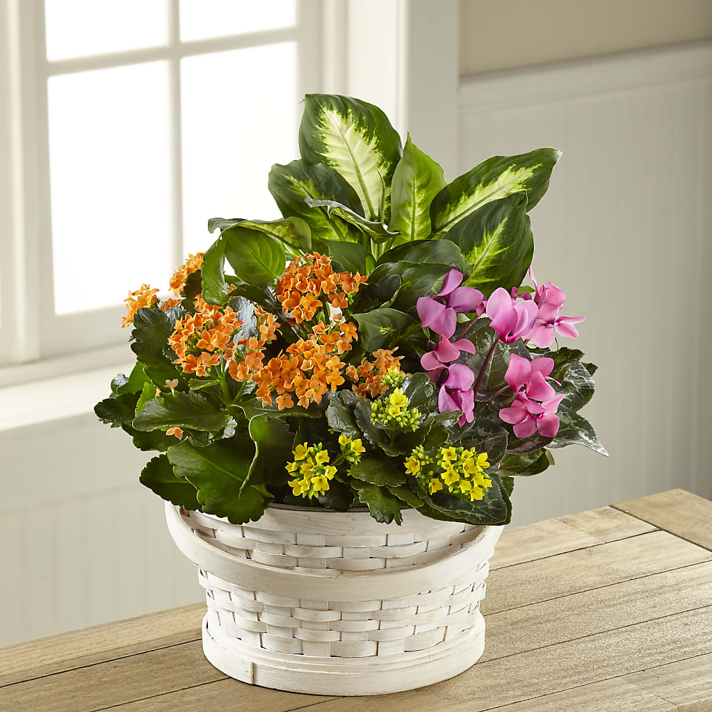 Color Crush Dishgarden – Reedley Flower Shop, Reedley CA