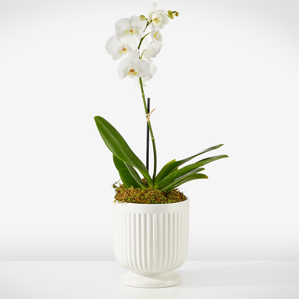 Whispering White Orchid – Reedley Flower Shop, Reedley CA