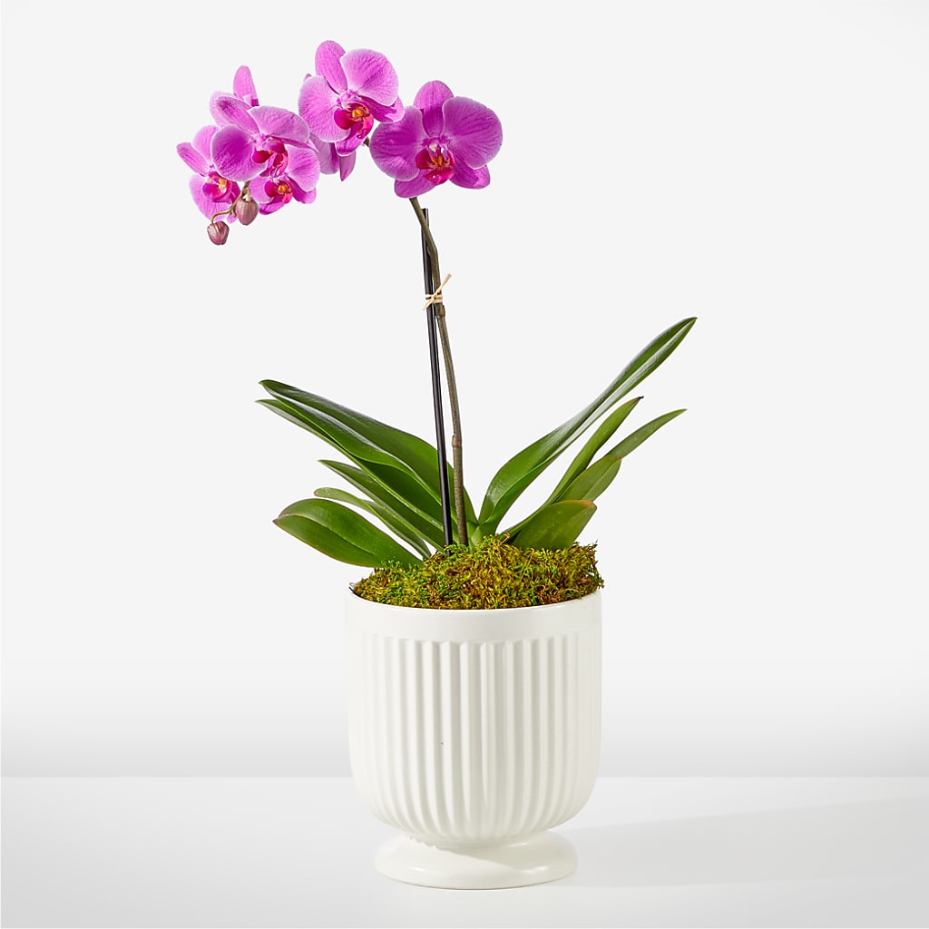 Friendly Fuchsia Orchid – Reedley Flower Shop, Reedley CA