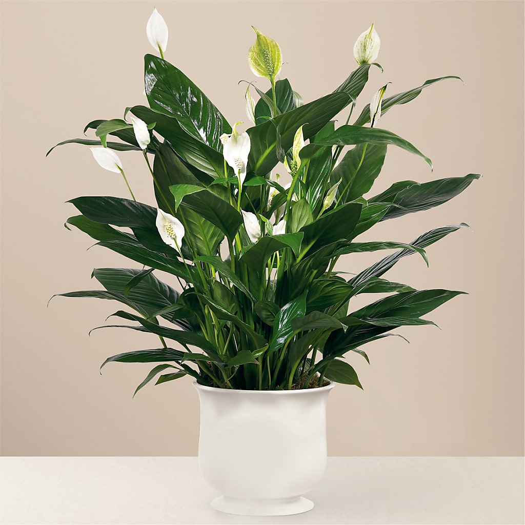 Comfort Planter – Reedley Flower Shop, Reedley CA