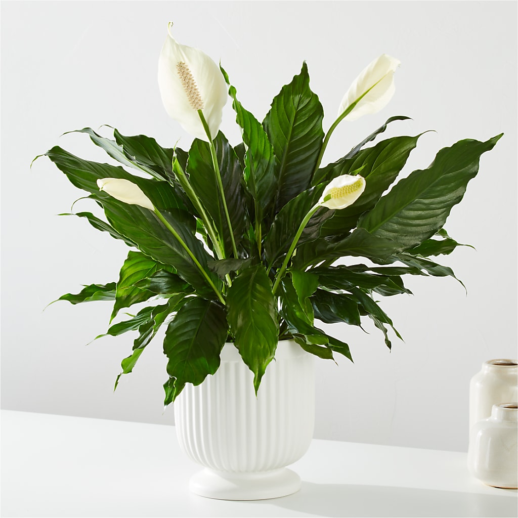 Comfort Planter – Reedley Flower Shop, Reedley CA
