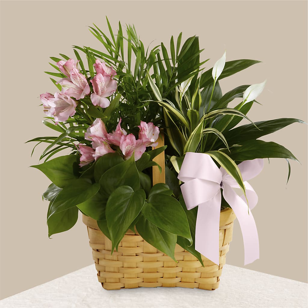 Living Spirit Dishgarden – Reedley Flower Shop, Reedley CA