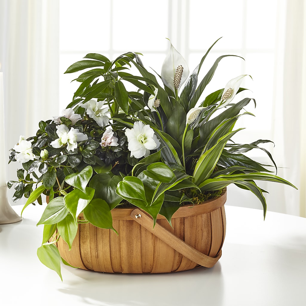 Serene Dishgarden – Reedley Flower Shop, Reedley CA