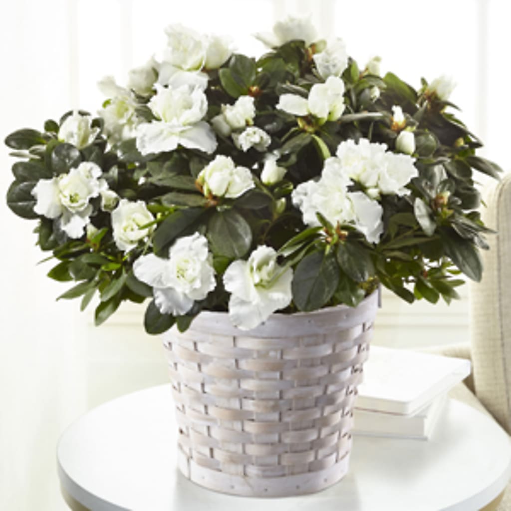 White Azalea Plant – Reedley Flower Shop, Reedley CA
