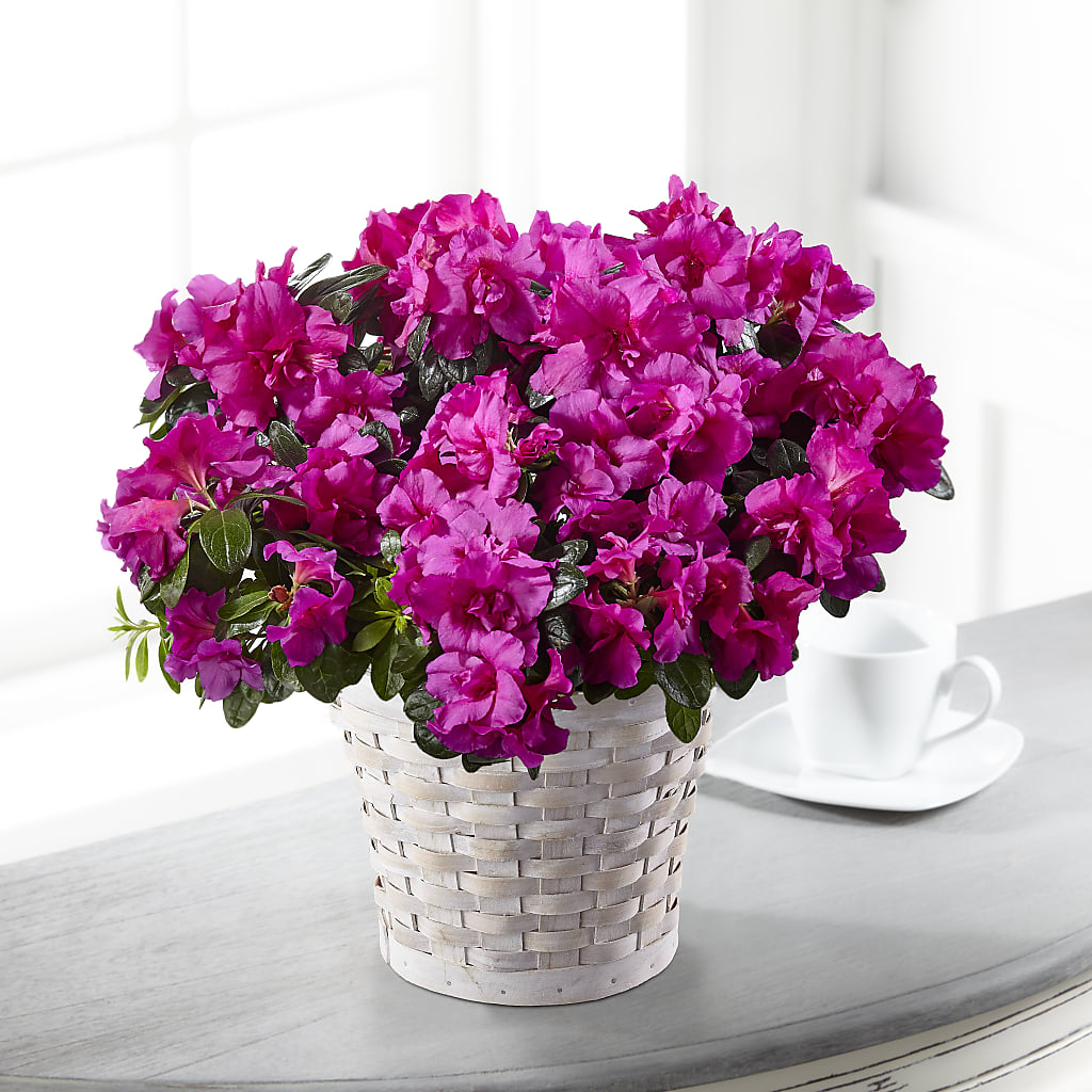Hope & Serenity Azalea Plant – Reedley Flower Shop, Reedley CA