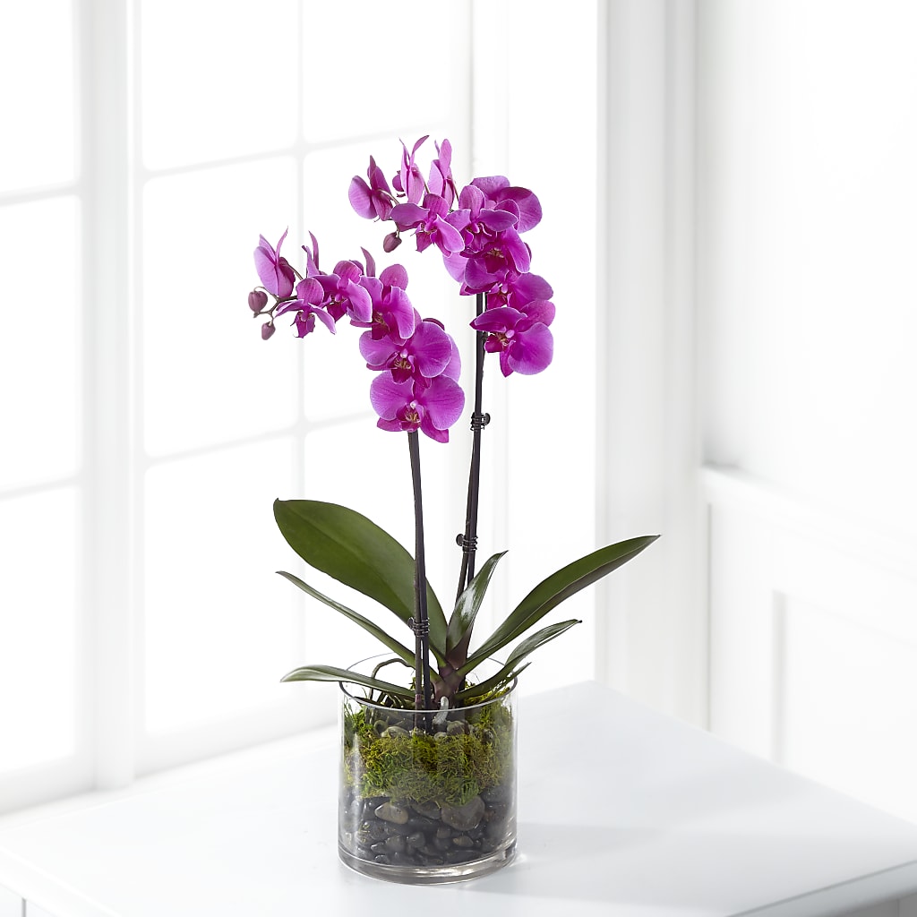 Pink Orchid Plant – Reedley Flower Shop, Reedley CA
