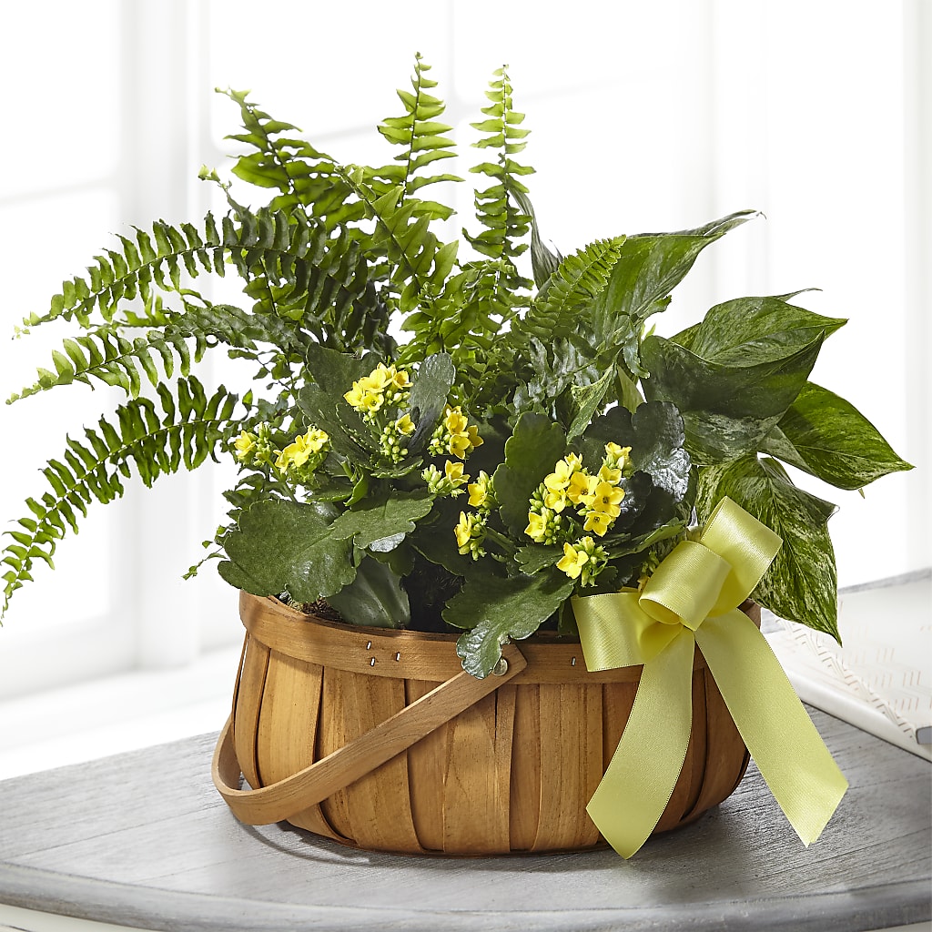 Always Dear Dishgarden – Reedley Flower Shop, Reedley CA