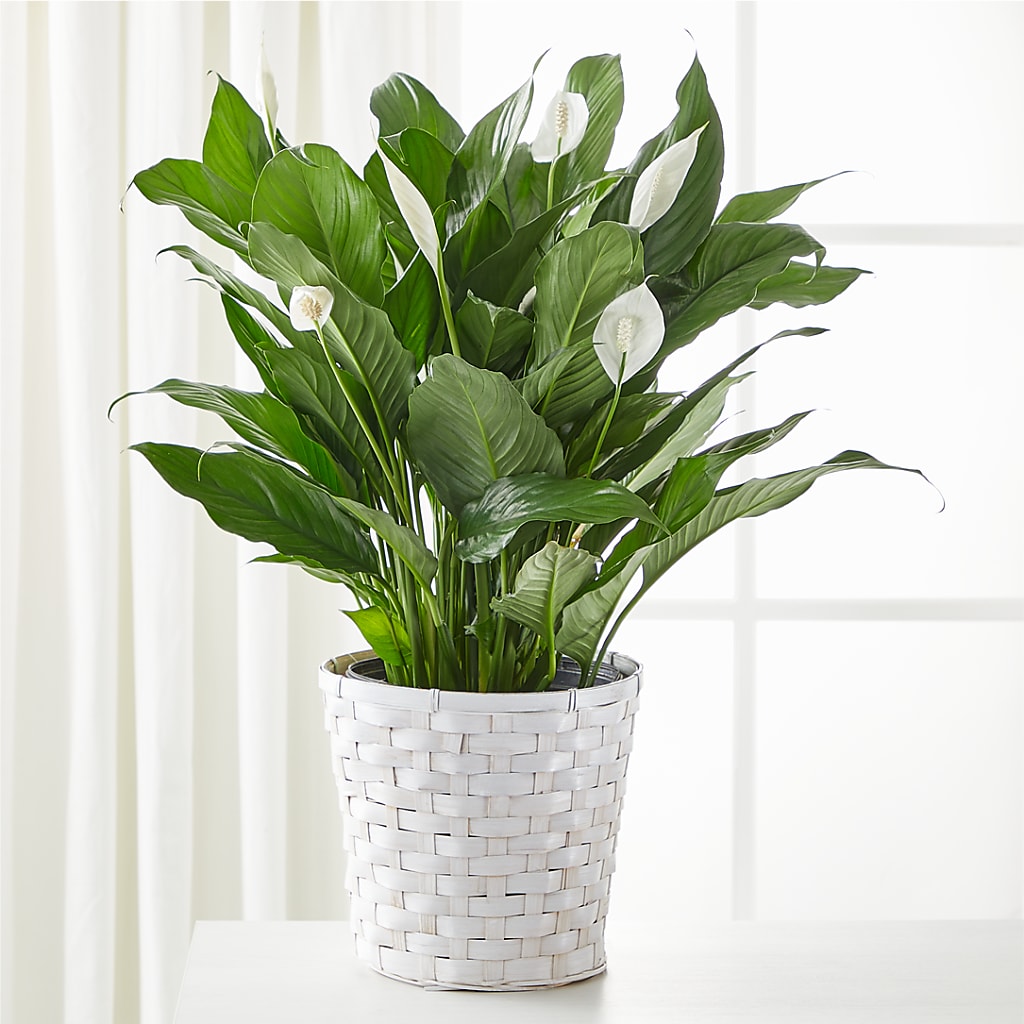 A New Leaf Peace Lily – Reedley Flower Shop, Reedley CA