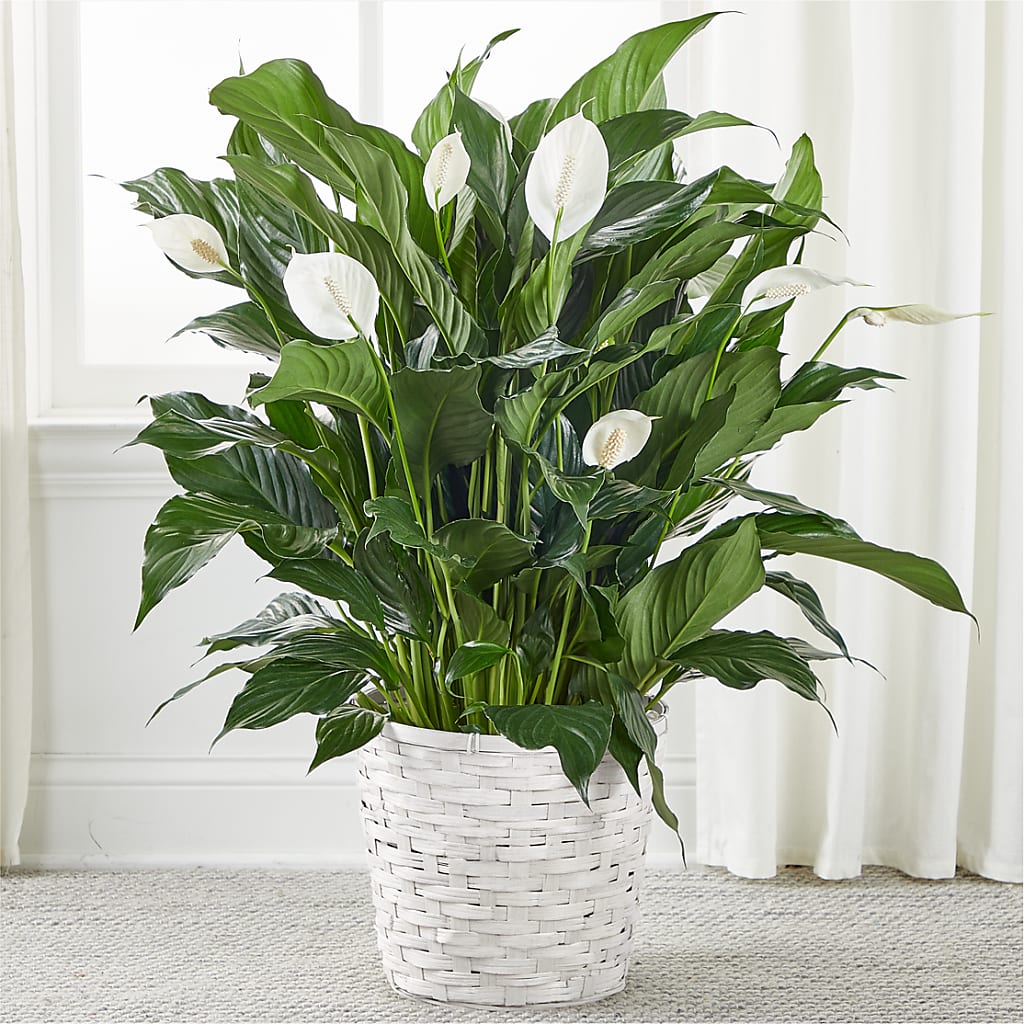 A New Leaf Peace Lily – Reedley Flower Shop, Reedley CA