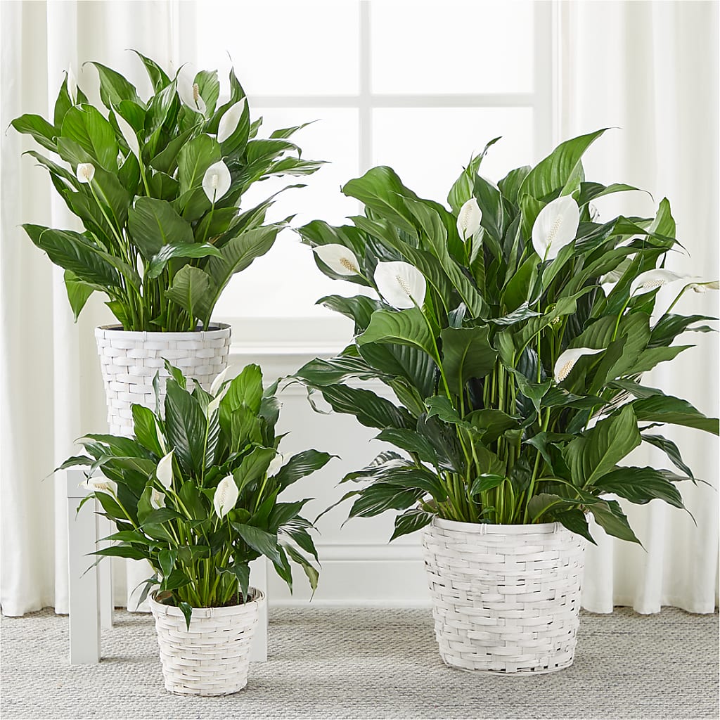 A New Leaf Peace Lily – Reedley Flower Shop, Reedley CA