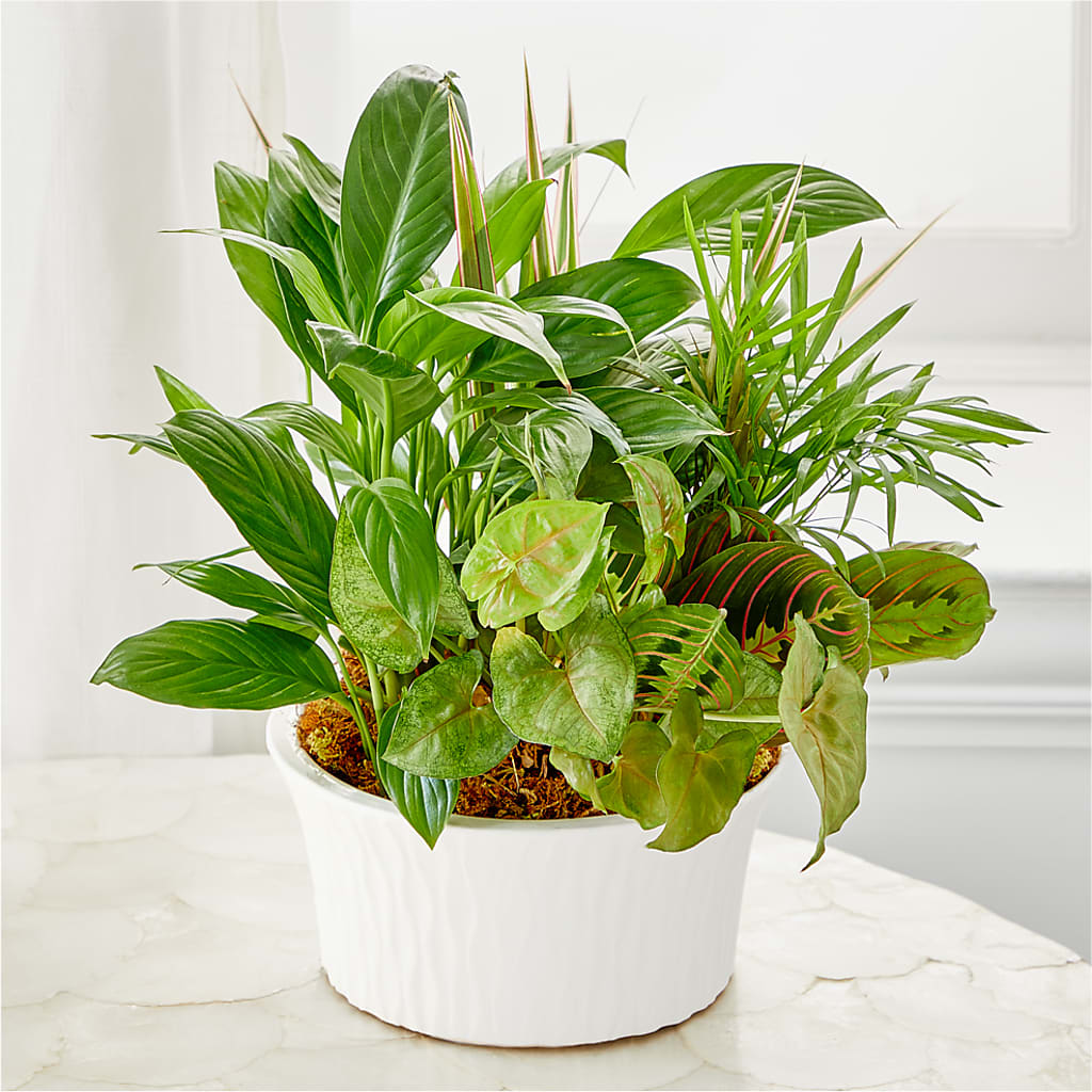 Balance & Harmony Dishgarden – Reedley Flower Shop, Reedley CA