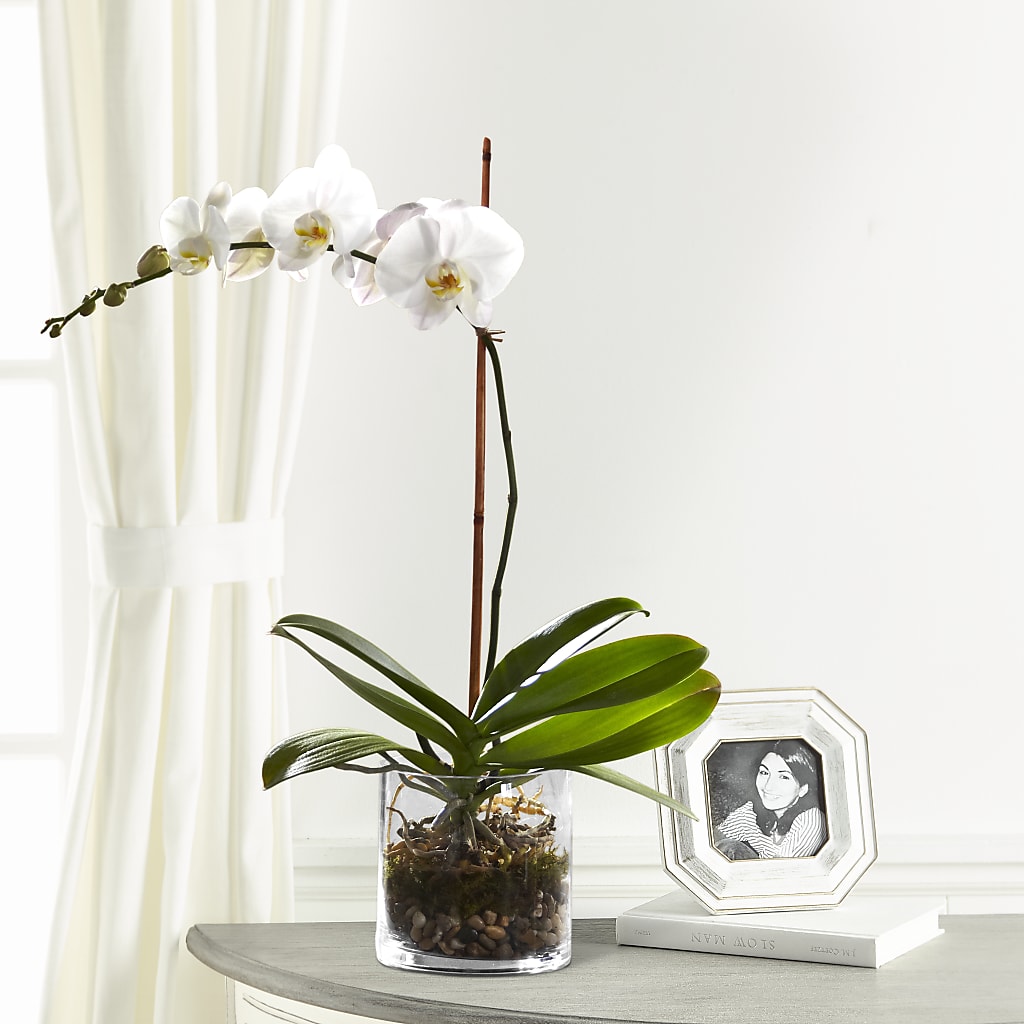 White Orchid Planter – Reedley Flower Shop, Reedley CA