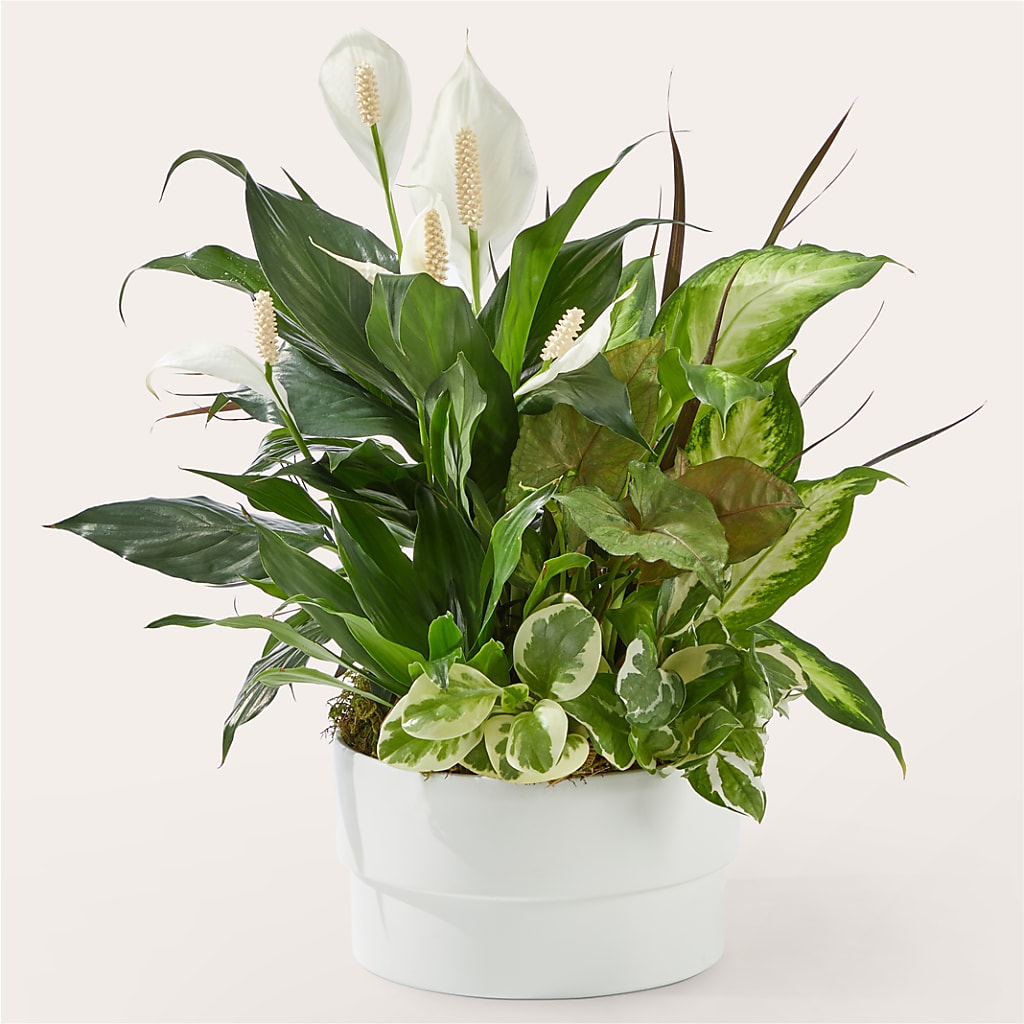 Radiating Positivity Dishgarden – Reedley Flower Shop, Reedley CA