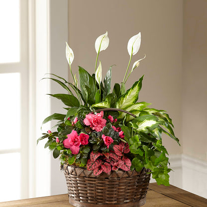 Dream in Pink Dishgarden –  Reedley Flower Shop, Reedley CA