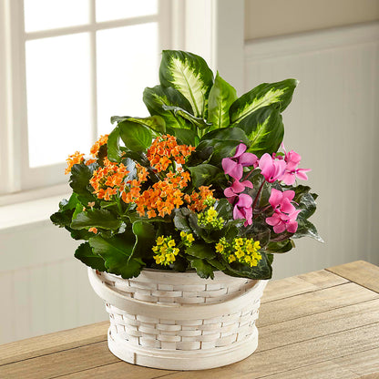Color Crush Dishgarden –  Reedley Flower Shop, Reedley CA