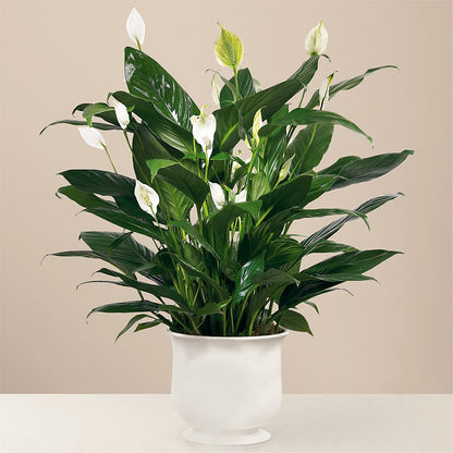 Comfort Planter –  Reedley Flower Shop, Reedley CA