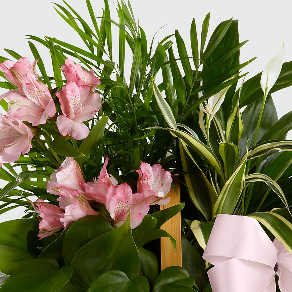 Living Spirit Dishgarden –  Reedley Flower Shop, Reedley CA
