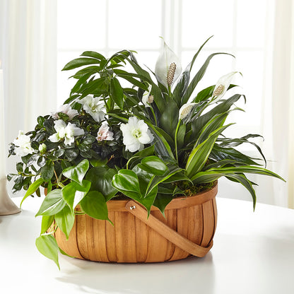 Serene Dishgarden –  Reedley Flower Shop, Reedley CA