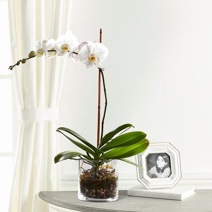 White Orchid Planter –  Reedley Flower Shop, Reedley CA